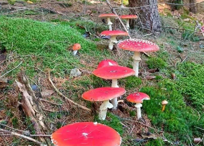 홈스테이 Na Potoce Radvanice (Hradec Kralove)
